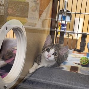 Minerva (Mini), Baby Female Domestic Short Hair