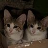 Minerva (Mini) photo 2