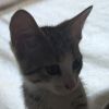 Minerva (Mini) photo 3