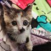 Critter photo 2