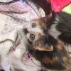 Critter photo 3