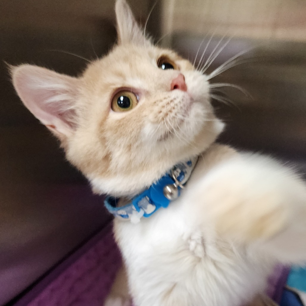 Rupert