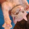 Rupert photo 3