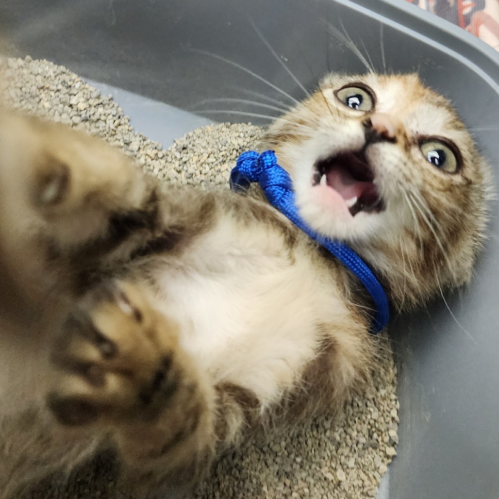 Mae