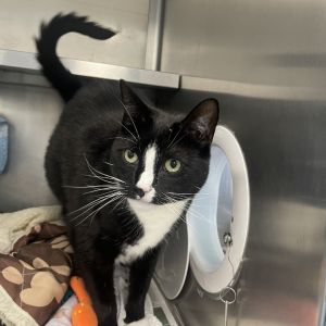 Slick, Senior Male Domestic Short Hair