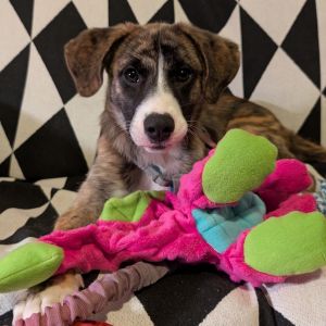 Sasha Bear, Baby Female Mixed Breed