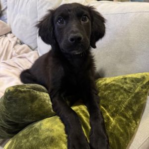 Ozzie, Baby Male Mixed Breed