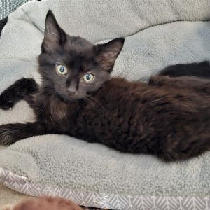 Blackjack, Baby Male Domestic Short Hair