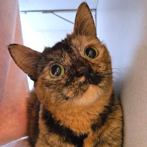 Kittsburgh, Adult Female Domestic Short Hair