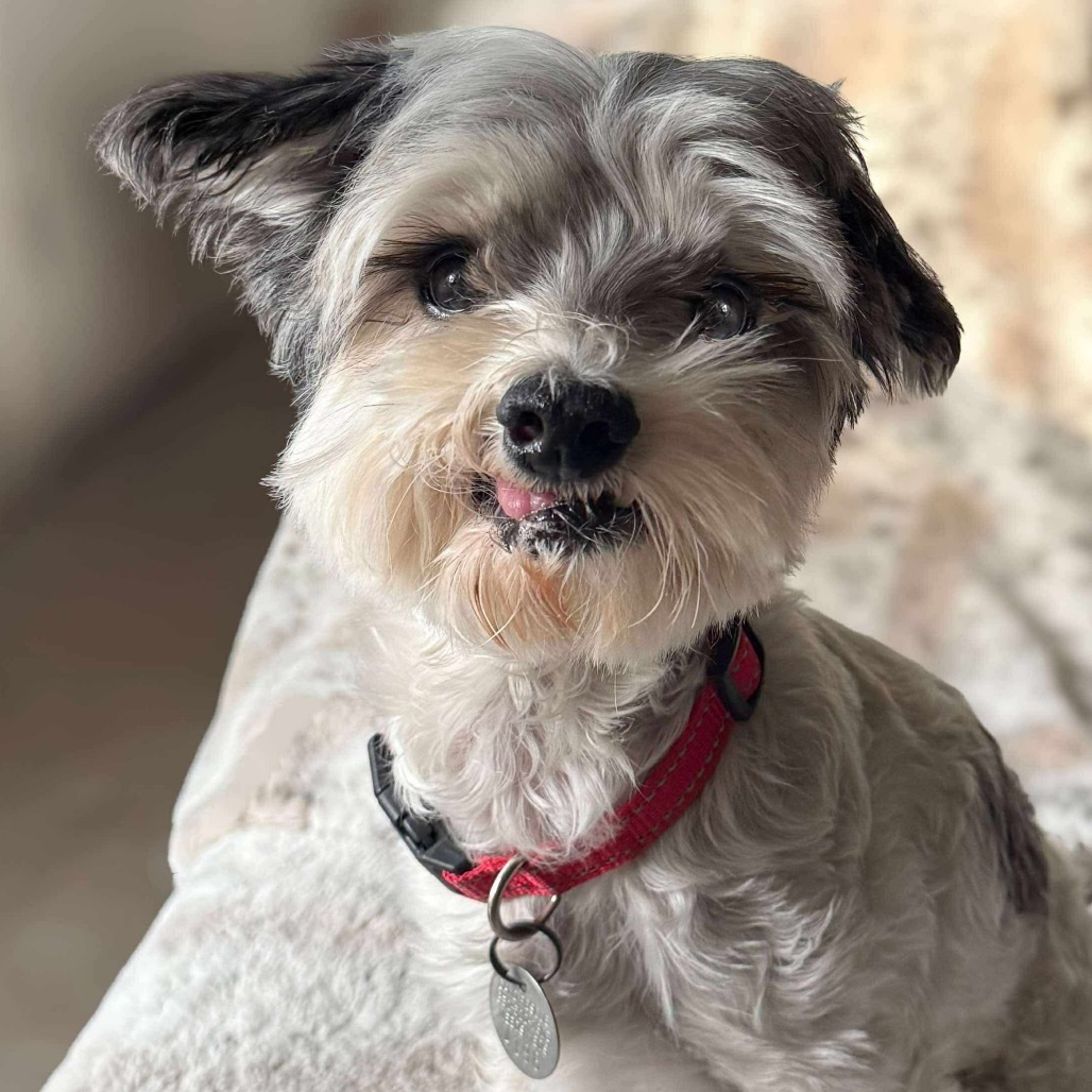 King Rodriguez, an adoptable Havanese in Houston, TX, 77006 | Photo Image 1