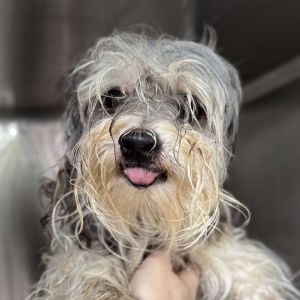King Edward Eddie is a sweet 10 year old boy who gets along well with dogs and