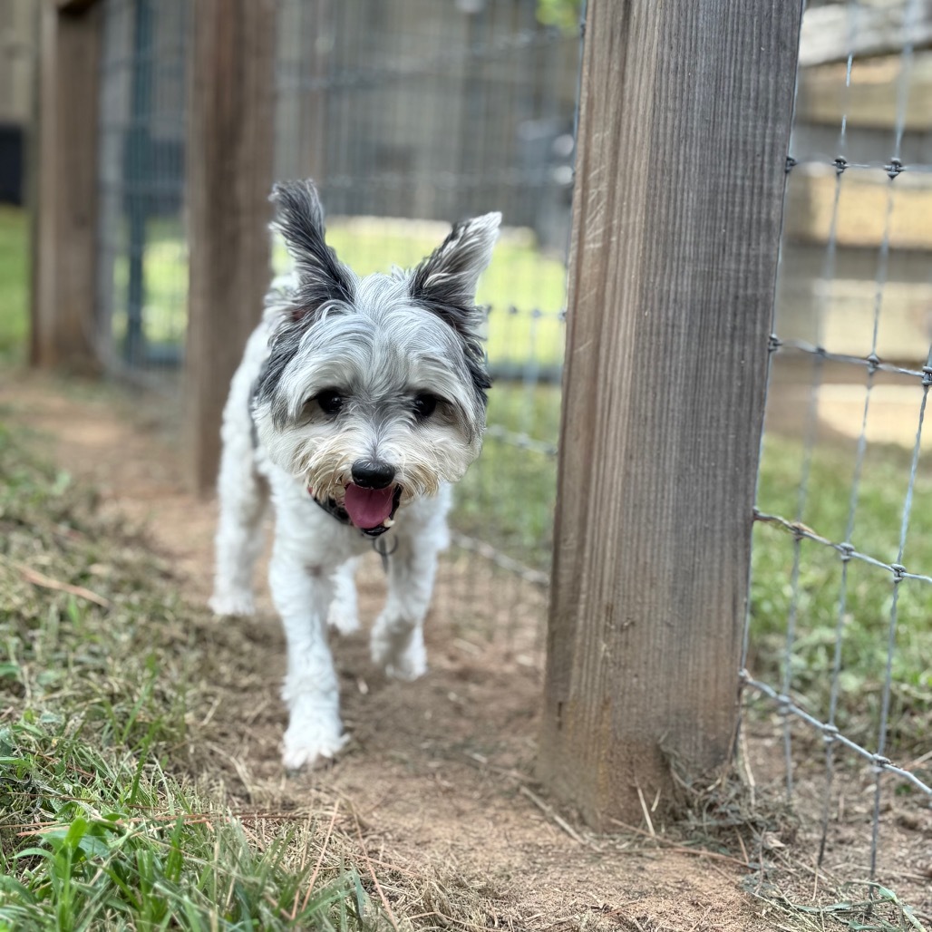 King Rodriguez, an adoptable Havanese in Houston, TX, 77006 | Photo Image 3