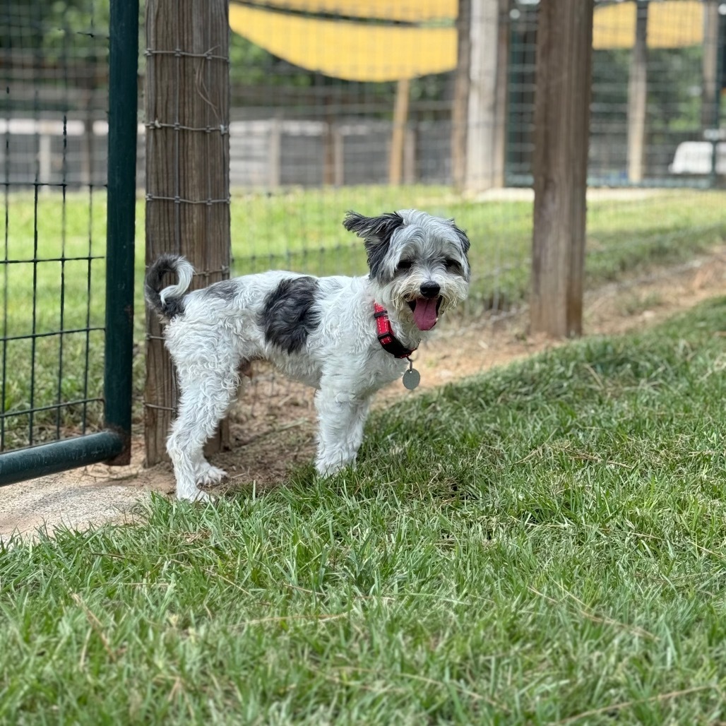 King Rodriguez, an adoptable Havanese in Houston, TX, 77006 | Photo Image 5