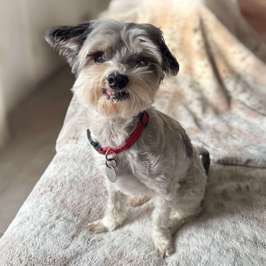 King Rodriguez, an adoptable Havanese in Houston, TX, 77006 | Photo Image 6