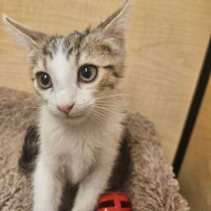 Cedar, Baby Male Domestic Short Hair