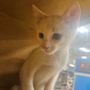 Stone, Baby Male Domestic Short Hair