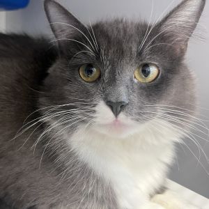 willow, Young Female Domestic Long Hair