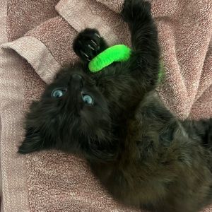 Meet Fishy - The Fiercest Little Fang in the Toybox Fish is an adorable 3 month