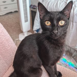 Meet Moonlight a beautiful black kitten with a bright personality Friendly ta