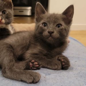 Garnet is the only all grey kitten of the litter and has a calm and sweet person