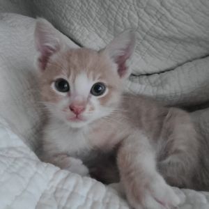 The only Ginger of the bunch Citrine lives up to the orange cat hype A little 