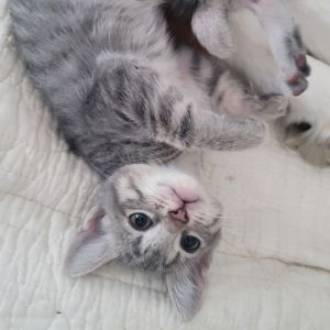 Topaz has the sweetest disposition The first of the litter to climb out of the 