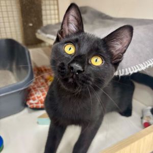 Onyx Storm, Young Male Domestic Short Hair