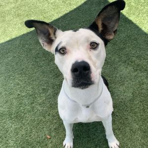 Rose, Adult Female Pit Bull Terrier