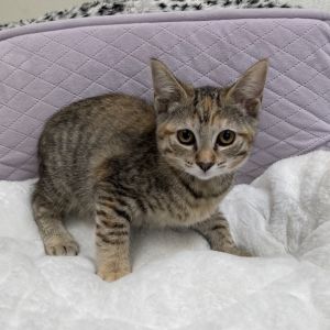 Tabby, Baby Female Domestic Short Hair