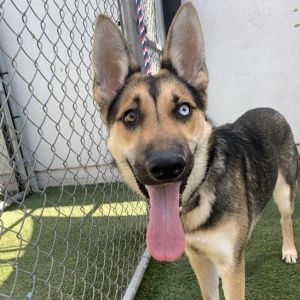 Sage, Young Female German Shepherd Dog