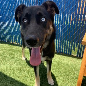 Shazam, Adult Female Shepherd
