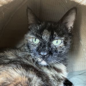 Terri is a gentle kind-hearted Manx cat meaning she has no tail who just might be the sweetest ca