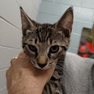 Keesha, Baby Female Domestic Short Hair