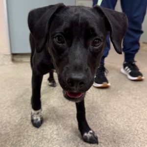 Zoomi, Young Female Mixed Breed