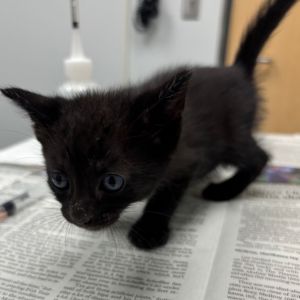 Red bull, Baby Male Domestic Short Hair