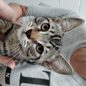 Timberland, Baby Male Domestic Short Hair