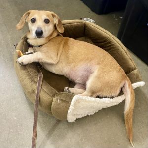 Lil Baller, Senior Male Dachshund