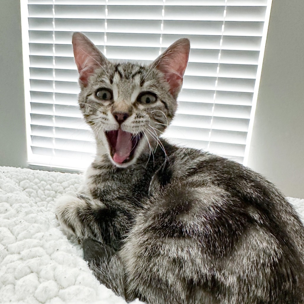 Sir Lewis Catilton