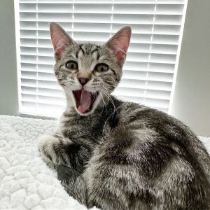 Sir Lewis Catilton, Baby Male Domestic Short Hair