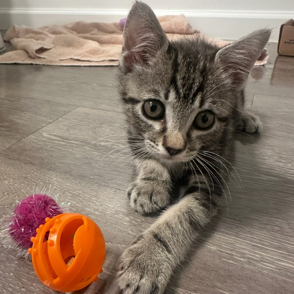 Sir Lewis Catilton
