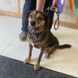 Vinny, Adult Male Mixed Breed