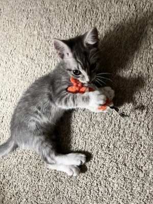Robin, Baby Female Domestic Short Hair