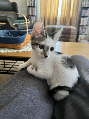Finch, Baby Male Domestic Short Hair