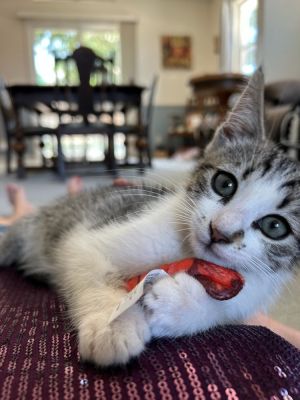 Tofu, Baby Male Domestic Short Hair