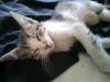 Tofu photo 3