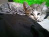 Tofu photo 4