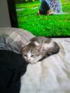 Tofu photo 5