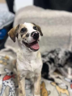 Hansel, Baby Male Australian Shepherd