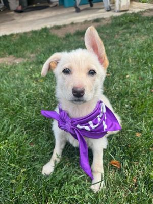 Mahura / Goldie, Baby Female Labrador Retriever