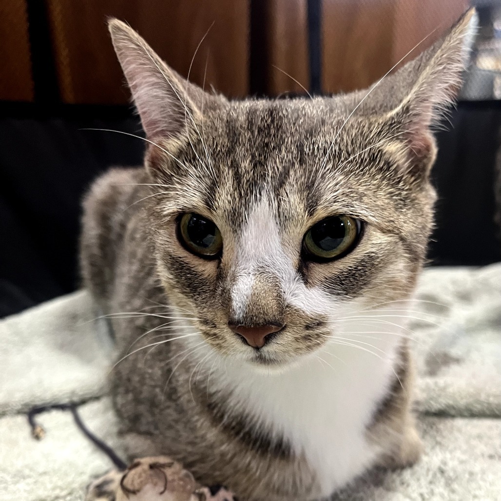 Mothra, an adoptable Domestic Short Hair in Calgary, AB, T3C 1W4 | Photo Image 1